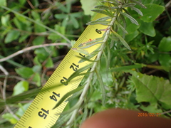 Helichrysum odoratissimum