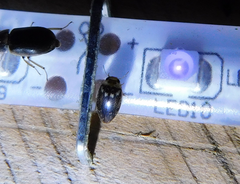 Laccophilus poecilus