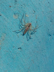 Peucetia rubrolineata