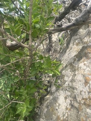 Erythrococca menyharthii