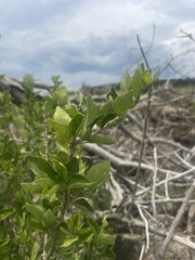 Erythrococca menyharthii