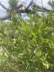 Erythrococca menyharthii