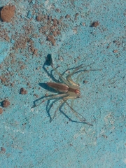 Peucetia rubrolineata