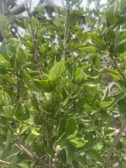 Erythrococca menyharthii