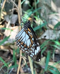 Danaus affinis