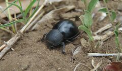 Ocnodes