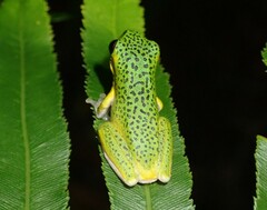 Litoria cooloolensis