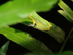 Litoria cooloolensis