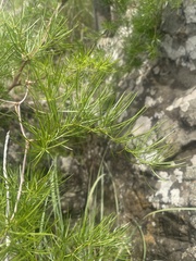 Asparagus angusticladus