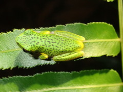 Litoria cooloolensis