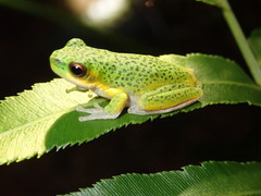 Litoria cooloolensis