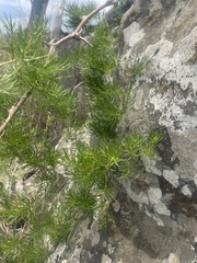 Asparagus angusticladus