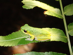 Litoria cooloolensis