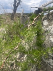 Asparagus angusticladus