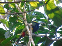 Selenidera maculirostris