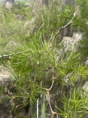 Asparagus angusticladus