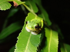 Litoria cooloolensis