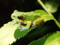 Litoria cooloolensis