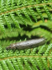 Archichauliodes diversus