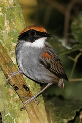 Conopophaga melanops