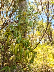 Billardiera scandens