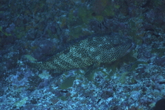 Epinephelus