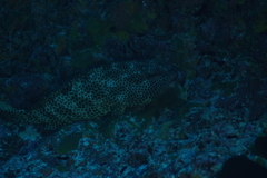 Epinephelus