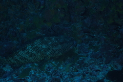 Epinephelus