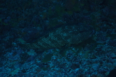 Epinephelus