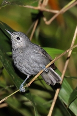 Myrmotherula unicolor