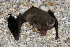 Nyctophilus geoffroyi