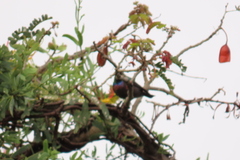 Cinnyris mariquensis