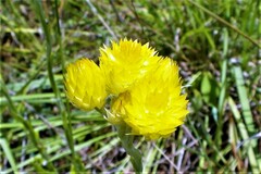 Helichrysum longifolium