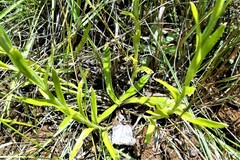 Helichrysum longifolium