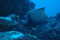 Pomacanthus imperator