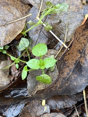 Stellaria media
