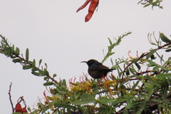 Cinnyris mariquensis