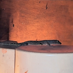 Gehyra mutilata