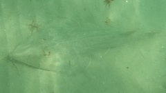 Pseudobatos productus