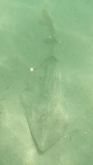 Pseudobatos productus