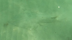 Pseudobatos productus