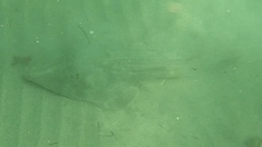 Pseudobatos productus