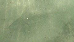 Pseudobatos productus