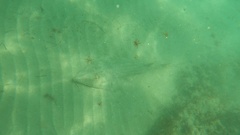 Pseudobatos productus