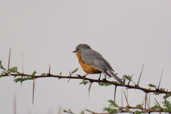 Melaenornis semipartitus