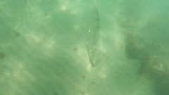 Pseudobatos productus