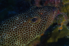 Epinephelus