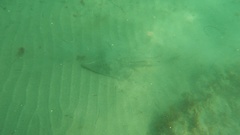 Pseudobatos productus