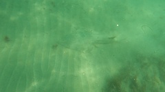 Pseudobatos productus