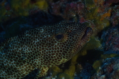Epinephelus